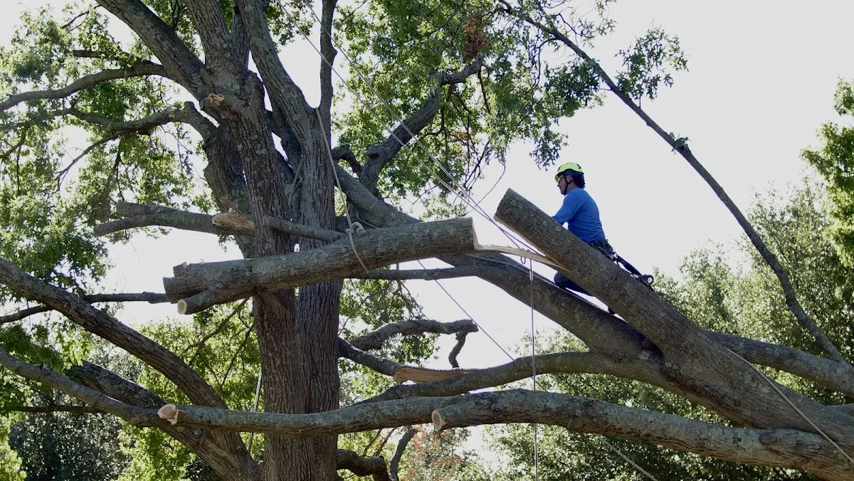 Professional Hazardous Tree Removal performed by certified arborists in Fountain